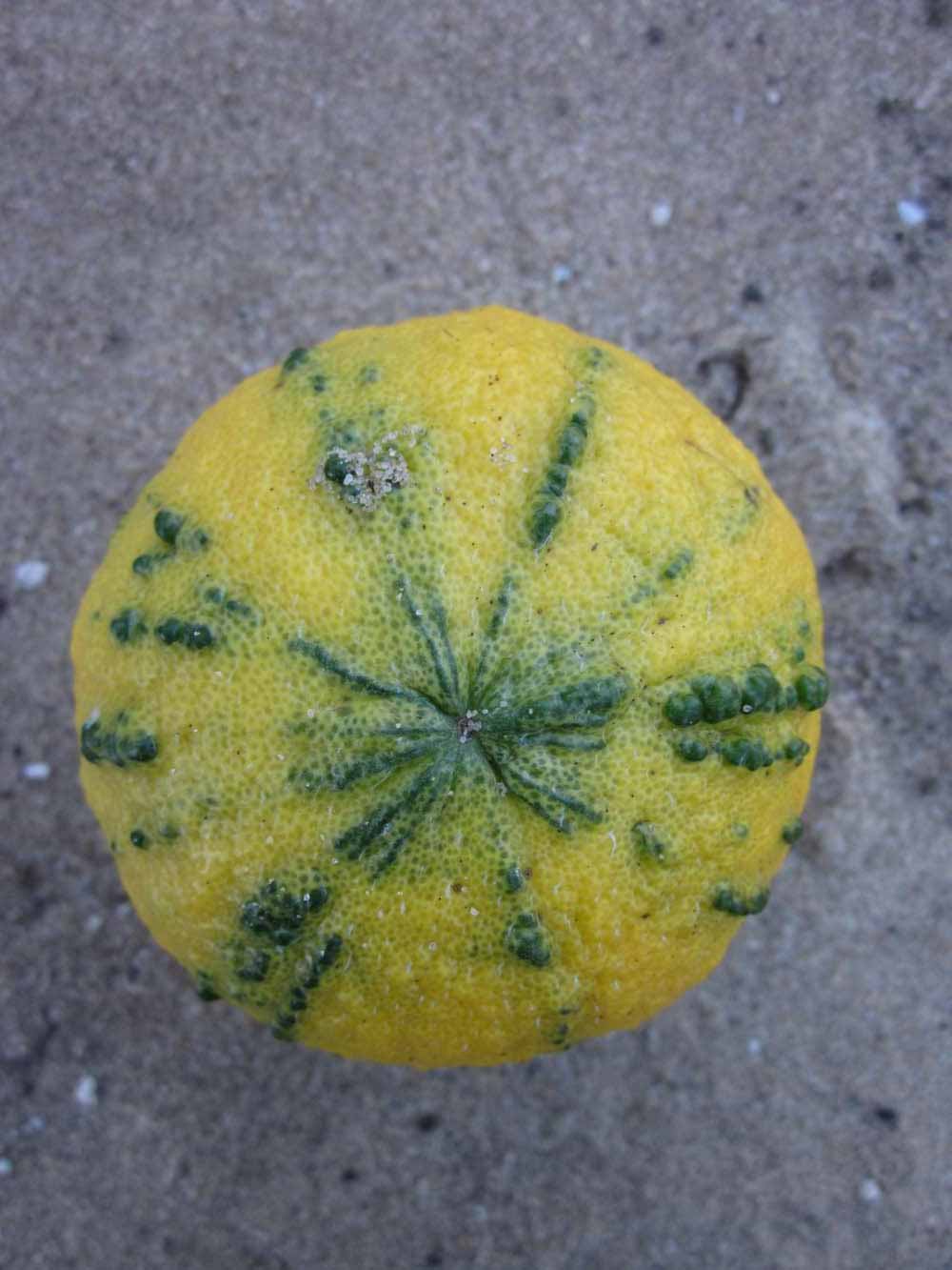            Fruit (Winter Haven, FL)   